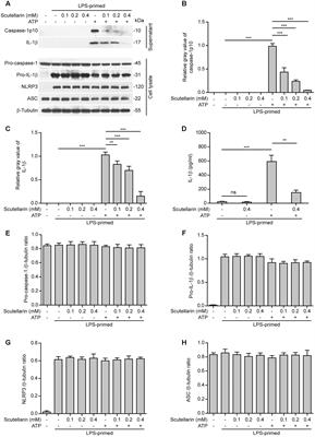 Scutellarin Suppresses NLRP3 Inflammasome Activation in Macrophages and Protects Mice against Bacterial Sepsis